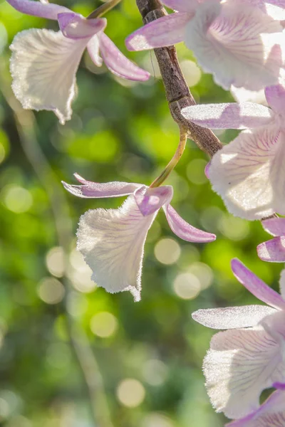 A picture of a purple orchid in a tropical forest — Stock Photo, Image