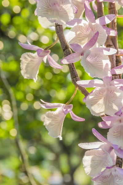 A picture of a purple orchid in a tropical forest — Stock Photo, Image