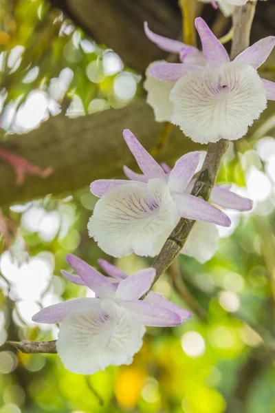 A picture of a purple orchid in a tropical forest — Stock Photo, Image