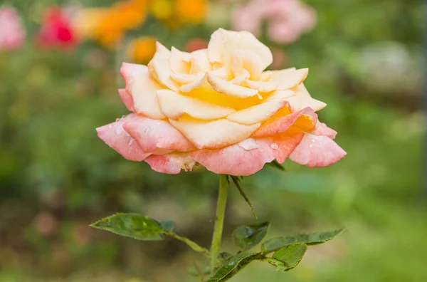 PINK  ROSES BACKGROUND IN THE GARDEN — Stock Photo, Image