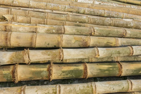 Fondo amarillo de bambú —  Fotos de Stock