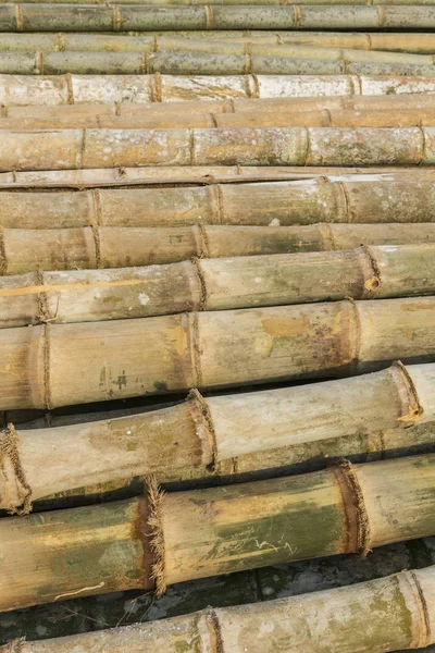 Bambù sfondo giallo — Foto Stock