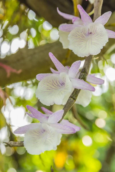 A picture of a purple orchid in a tropical forest — Stock Photo, Image