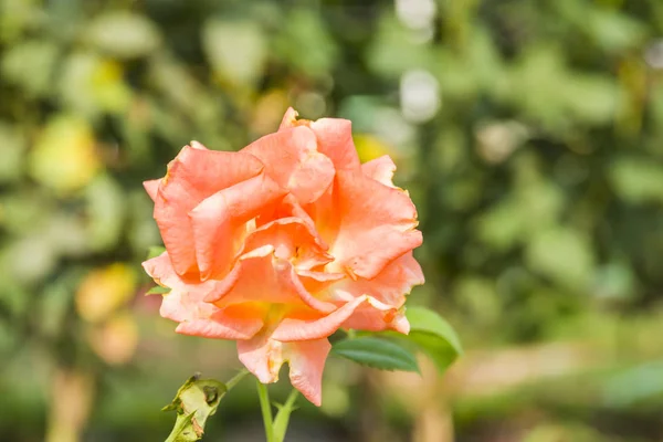 PINK  ROSES BACKGROUND IN THE GARDEN — Stock Photo, Image