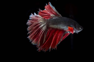 Siyam Balığı (Betta splendens) ile güzel bir balık 