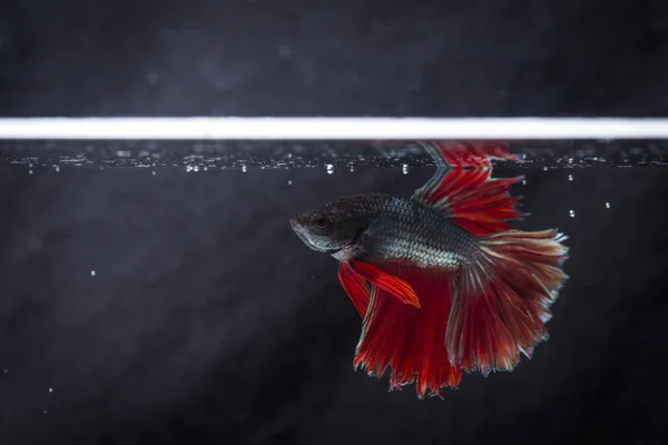 싸우는 물고기 (Betta splendens)와 아름 다운 물고기 — 스톡 사진