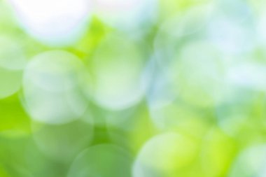 Doğal yeşil arkaplan bulanık 