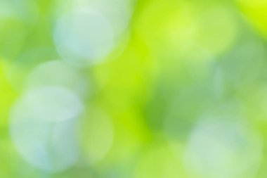 Doğal yeşil arkaplan bulanık 