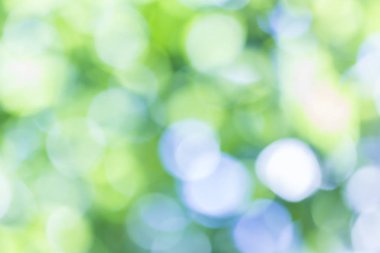 Doğal yeşil arkaplan bulanık 