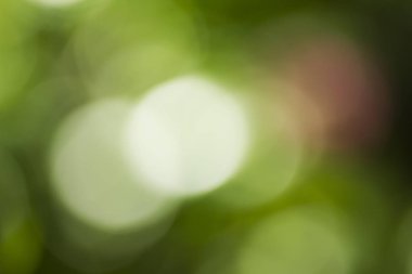 Doğal yeşil arkaplan bulanık 