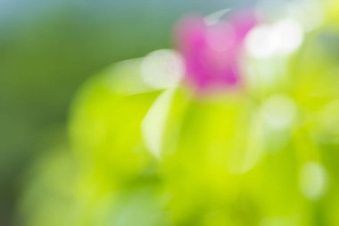 Doğal yeşil arkaplan bulanık 