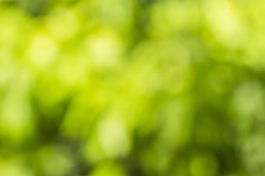 Doğal yeşil arkaplan bulanık 