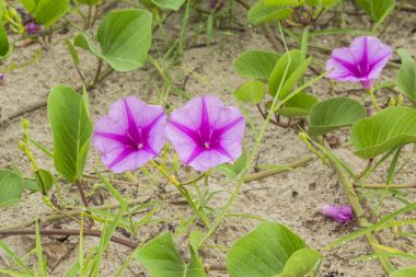 Ipomoea pes-caprae Sweet veya Beach Morning Glory  
