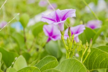 Ipomoea pes-caprae Sweet veya Beach Morning Glory  