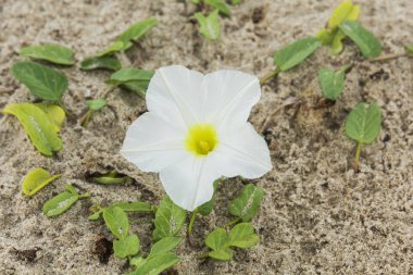 Ipomoea pes-caprae Sweet veya Beach Morning Glory  