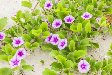Ipomoea pes-caprae Sweet veya Beach Morning Glory  