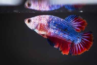 Siyam Balığı (Betta splendens) ile güzel bir balık 