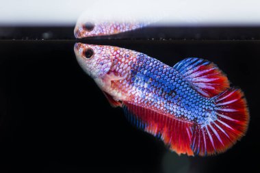 Siyam Balığı (Betta splendens) ile güzel bir balık 