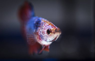 Siyam Balığı (Betta splendens) ile güzel bir balık 