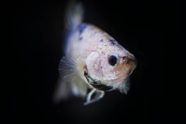 Siyam Balığı (Betta splendens) ile güzel bir balık 