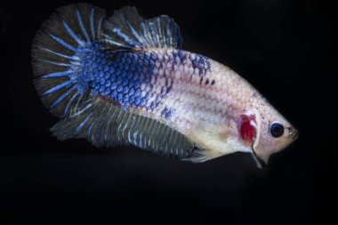 Siyam Balığı (Betta splendens) ile güzel bir balık 