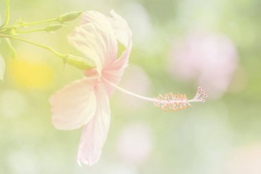 hibiscus çiçek backgro için yumuşak tarzında bir renk ayarlaması