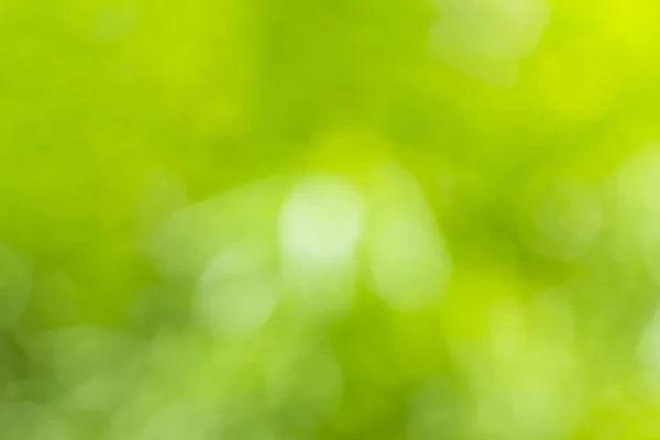 自然の緑のぼやけた背景 — ストック写真
