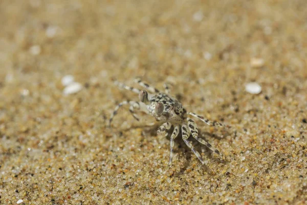 Crabe sur la plage — Photo