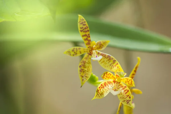 Flor de orquídea amarela. orquídea amarela com manchas rosa — Fotografia de Stock