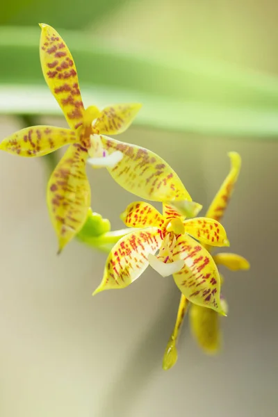 Flor de orquídea amarela. orquídea amarela com manchas rosa — Fotografia de Stock