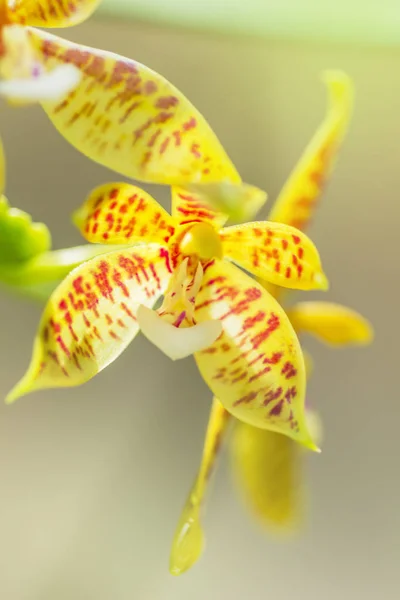 Flor de orquídea amarela. orquídea amarela com manchas rosa — Fotografia de Stock