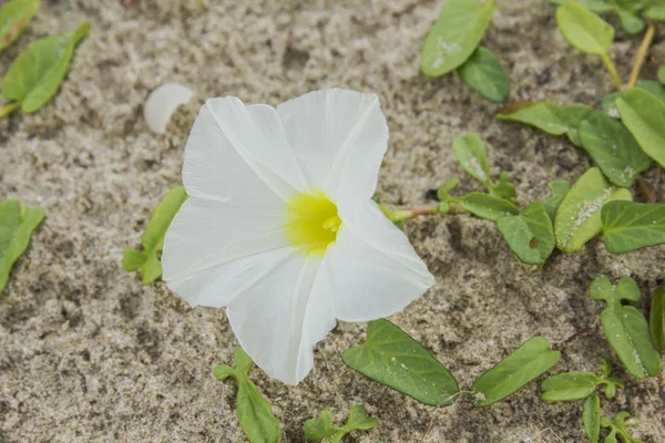 Ipomoea pes-caprae doce ou praia Morning Glory — Fotografia de Stock