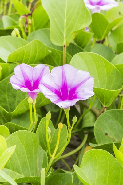 Ipomoea pes-caprae Sweet  or Beach Morning Glory — Stock Photo, Image