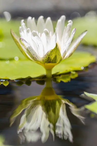 Weißer Lotus oder weiße Seerose im Teich — Stockfoto