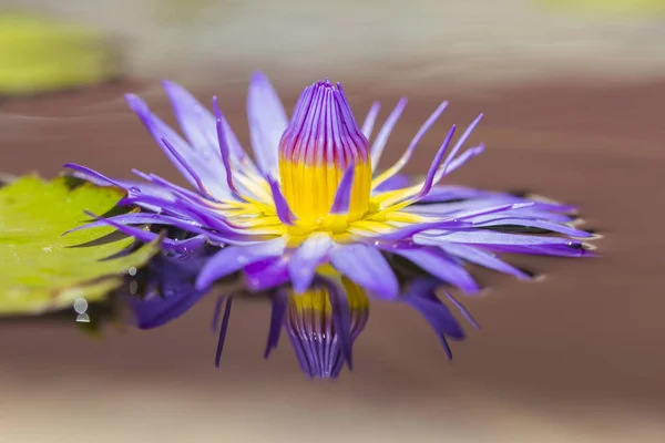 purple lotus or purple water lily in pond