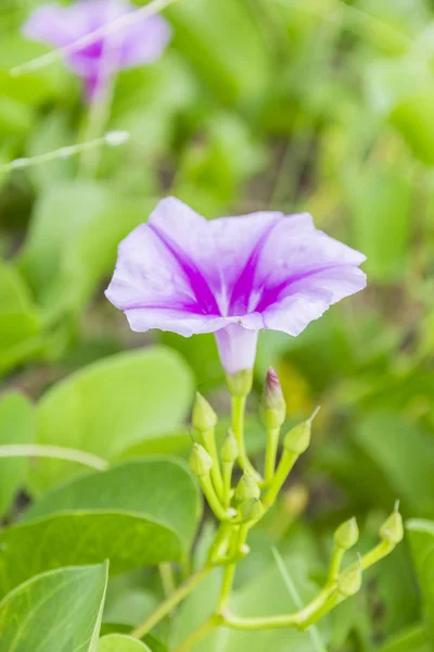 Ipomoea pes-caprae Sweet  or Beach Morning Glory — Stock Photo, Image