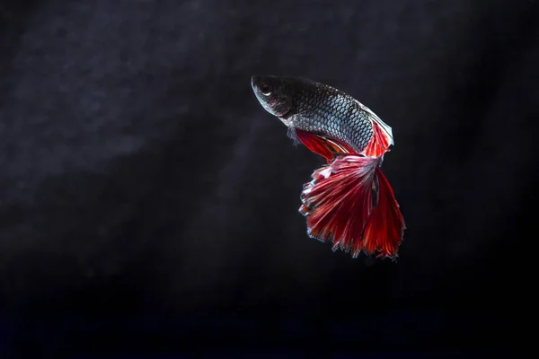 Боевая рыба (Бетта великолепен) Рыба с красивой — стоковое фото