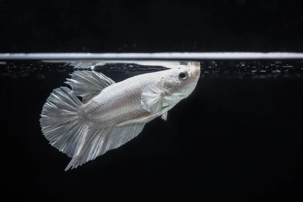 Combaterea peștilor (Betta splendens) Pește cu o gamă frumoasă — Fotografie, imagine de stoc