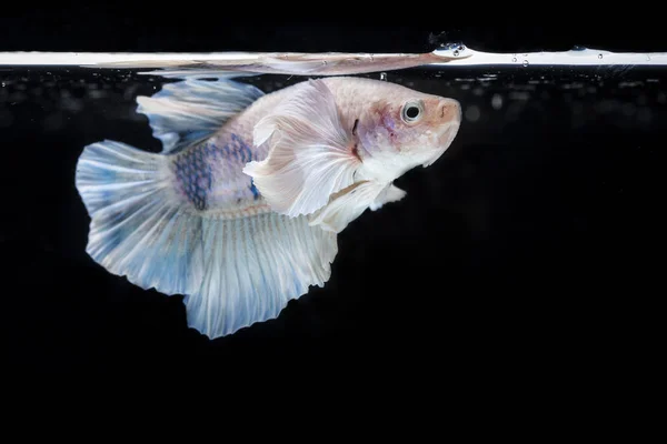 Bojová ryby (Betta splendens) ryby s krásné pole — Stock fotografie