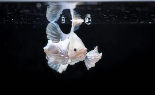 싸우는 물고기 (Betta splendens) 물고기와 아름 다운 배열 — 스톡 사진