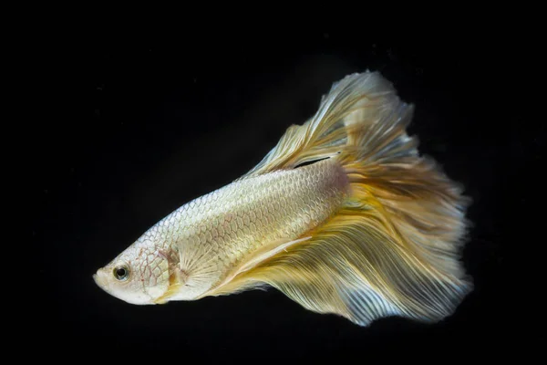 Peixe lutador (Betta splendens) Peixe com uma bela variedade — Fotografia de Stock