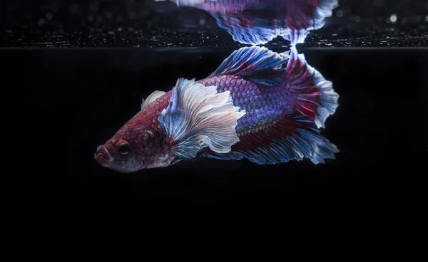 ปลาต่อสู้ (ความงดงามที่ดี) ปลาที่มีอาร์เรย์ที่สวยงาม — ภาพถ่ายสต็อก