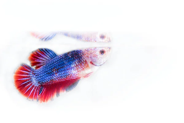 Harci hal (Betta splendens) halak, gyönyörű — Stock Fotó
