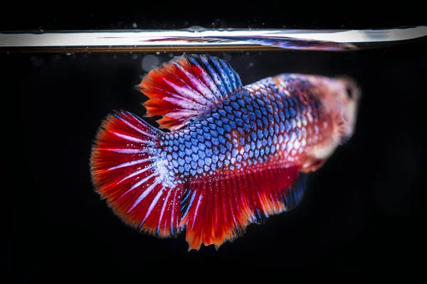 Lucha contra los peces (Betta splendens) Peces con una hermosa —  Fotos de Stock