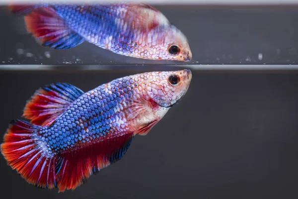 Lupta pește (Betta splendens) Pește cu o frumoasă — Fotografie, imagine de stoc