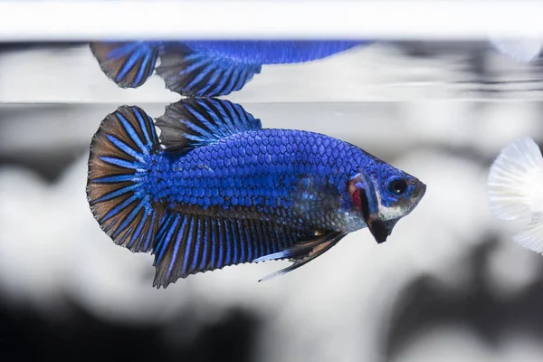 Fighting fish (Betta splendens) Fish with a beautiful