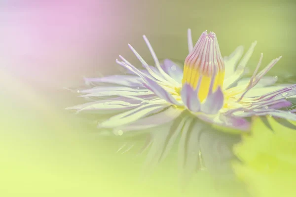 Η lotus μια ρύθμιση χρώματος με μαλακό στυλ για το φόντο — Φωτογραφία Αρχείου