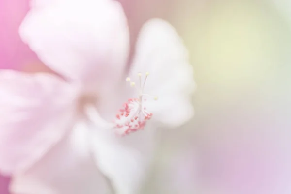 Το λουλούδι ιβίσκου μια ρύθμιση χρώματος σε μαλακό ύφος για backgro — Φωτογραφία Αρχείου