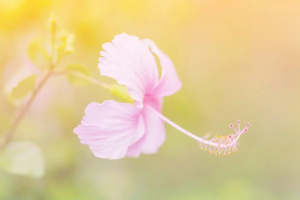 De hibiscus bloem een kleuraanpassing in zachte stijl voor backgro — Stockfoto