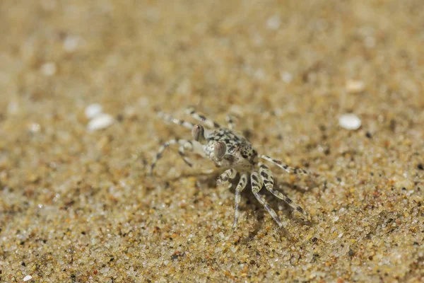 Crab on the beach — Stock Photo, Image